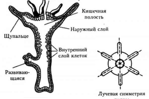 Кракен зеркало на сайт